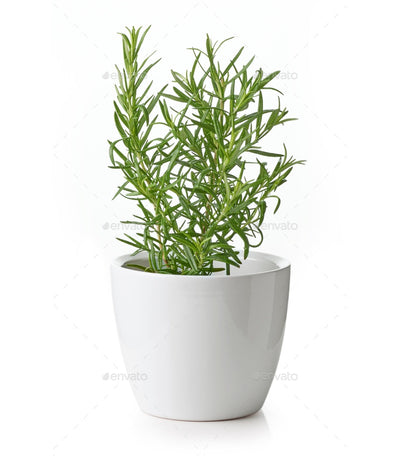 Rosemary Plant