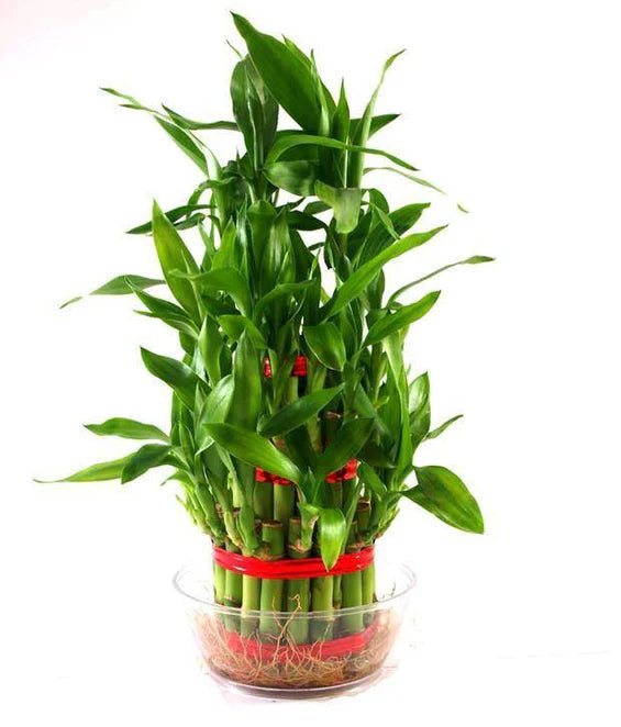 Lucky Bamboo - 3 Layer