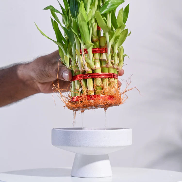 Lucky Bamboo - 3 Layer