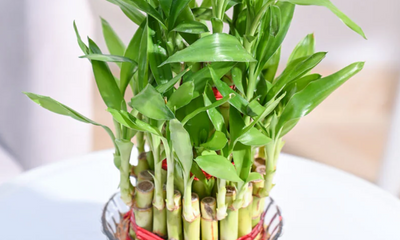 Lucky Bamboo - 3 Layer