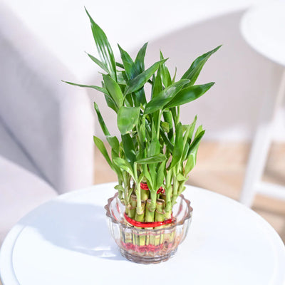 Lucky Bamboo - 2 Layer