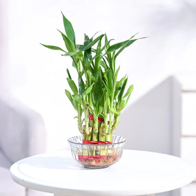 Lucky Bamboo - 2 Layer