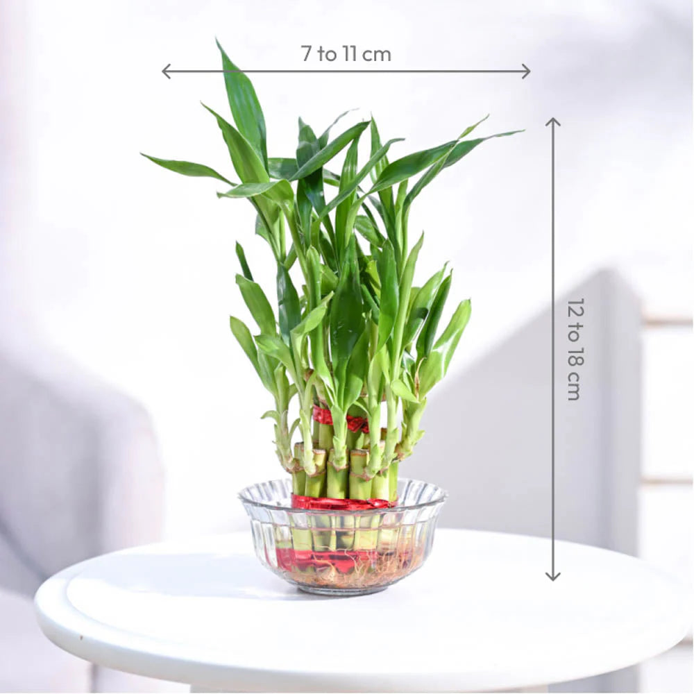 Lucky Bamboo - 2 Layer