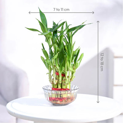 Lucky Bamboo - 2 Layer