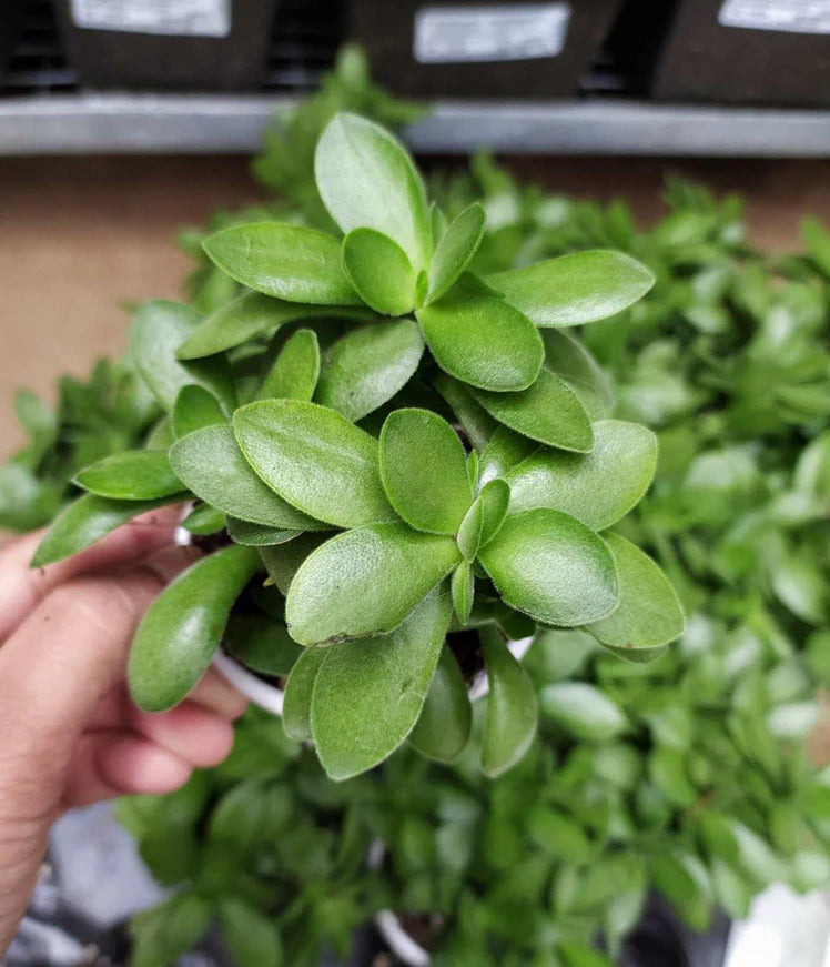 Jade Plant (Crassula "Money Maker")