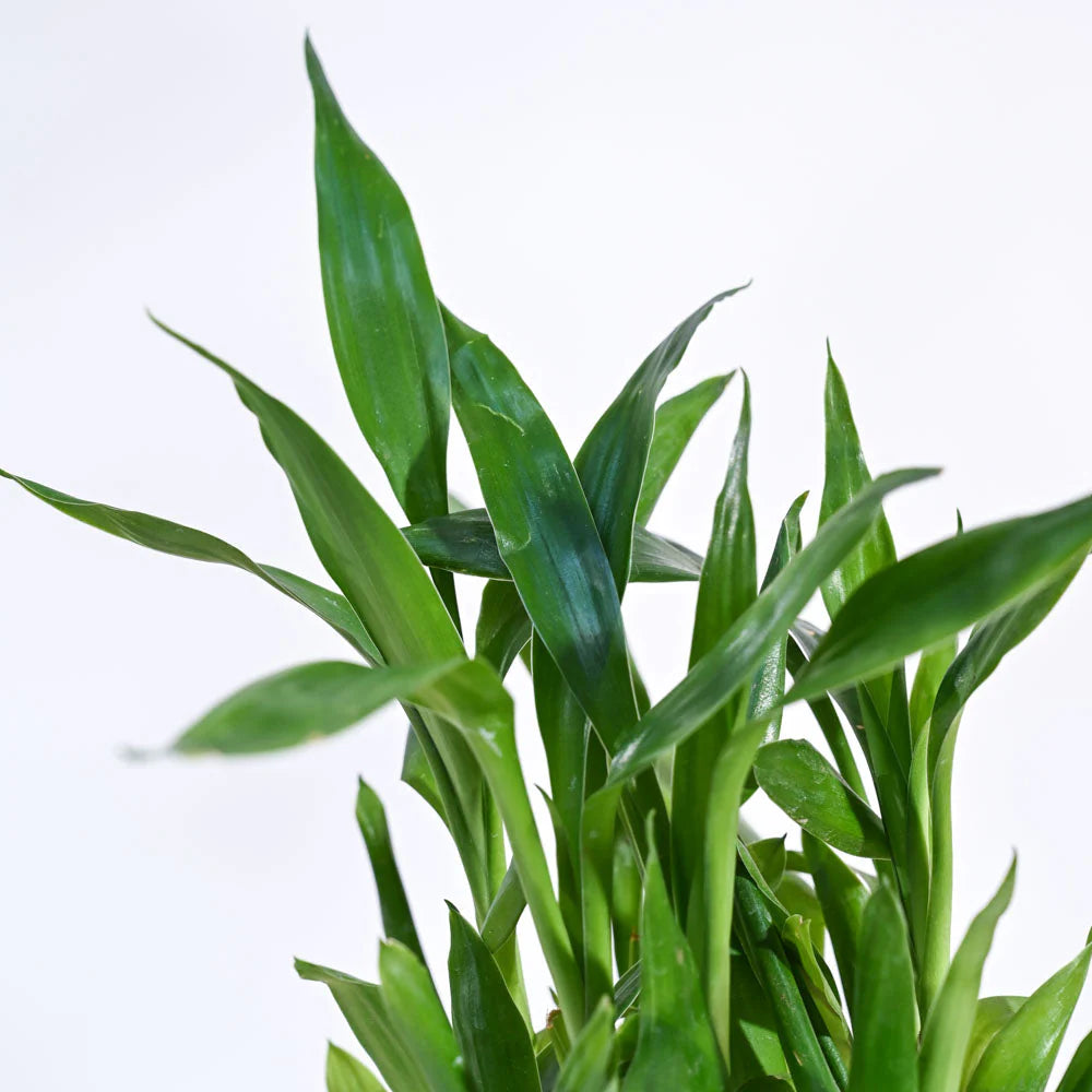 Lucky Bamboo - 2 Layer