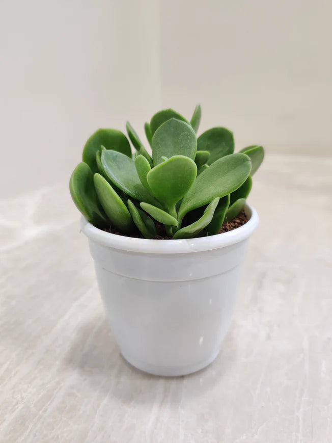 Jade Plant (Crassula "Money Maker")