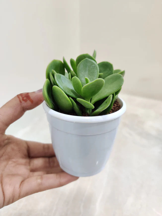 Jade Plant (Crassula "Money Maker")