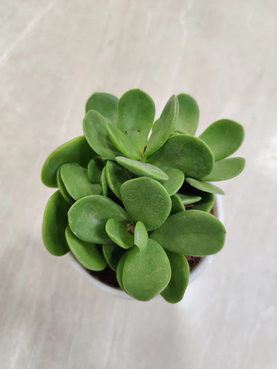Jade Plant (Crassula "Money Maker")