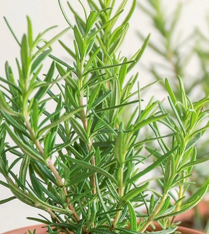 Rosemary Plant