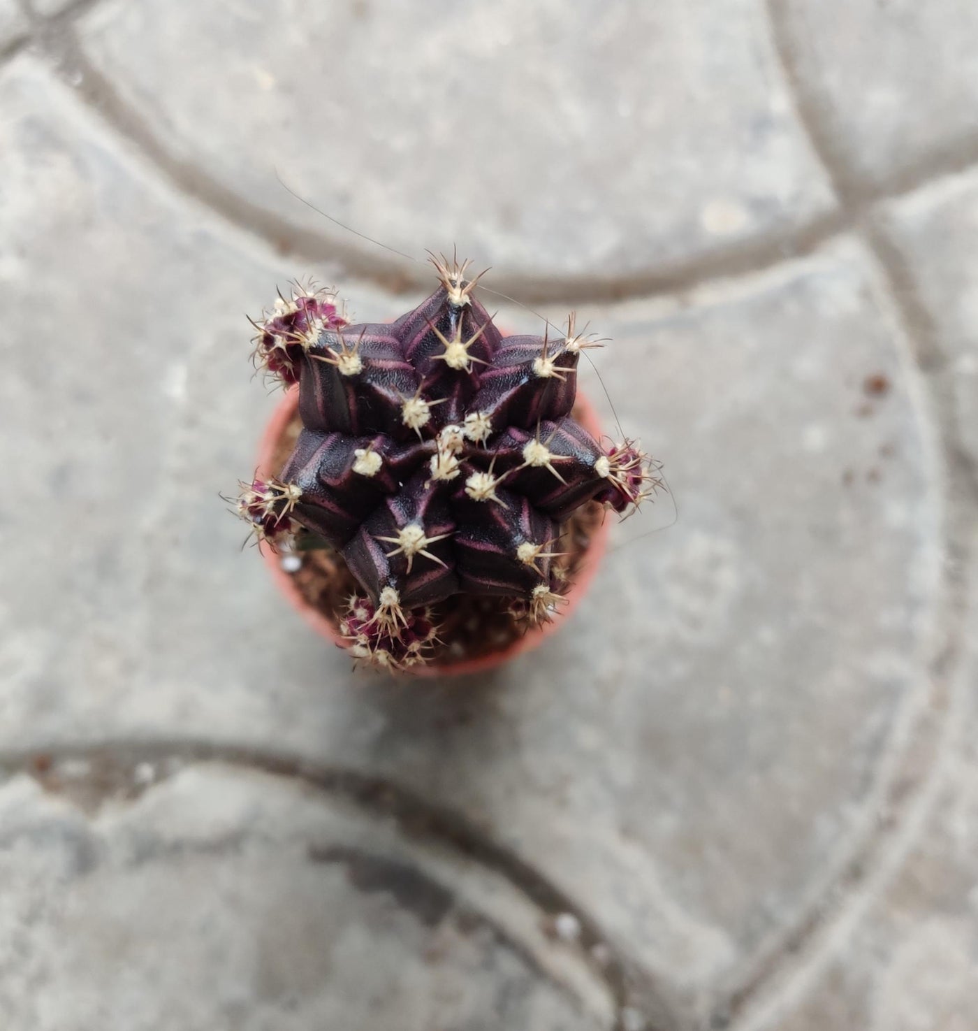 Moon Cactus