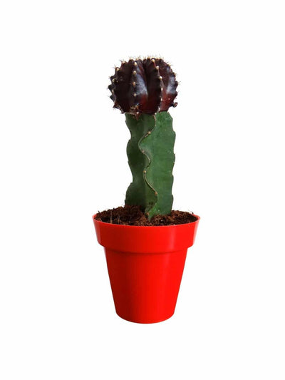 Moon Cactus