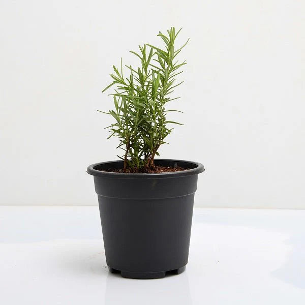 Rosemary Plant