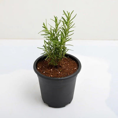 Rosemary Plant