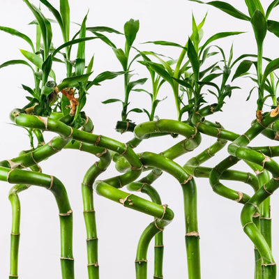 Spiral Lucky Bamboo