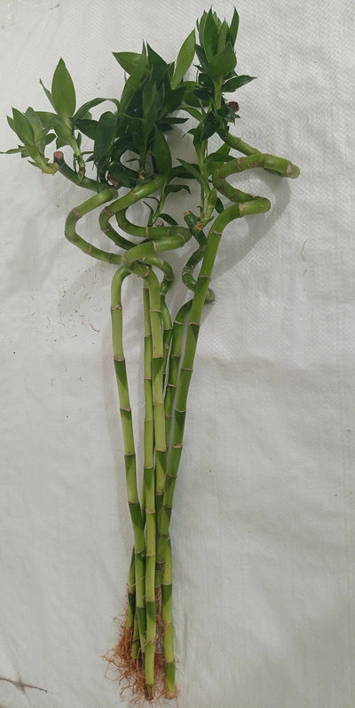 Spiral Lucky Bamboo