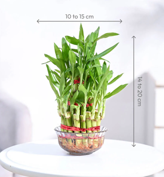 Lucky Bamboo - 3 Layer
