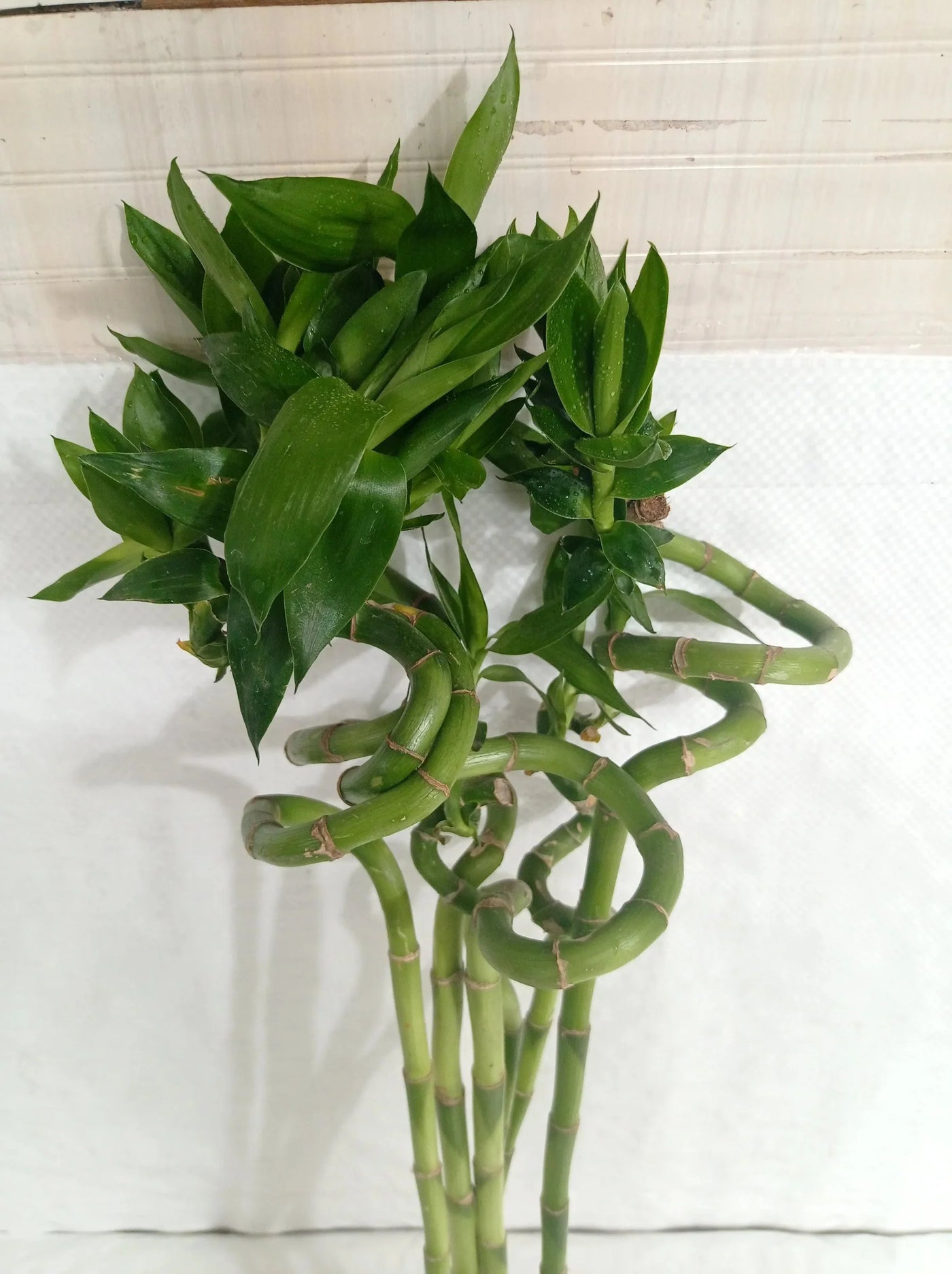 Spiral Lucky Bamboo